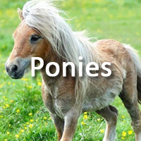 horses